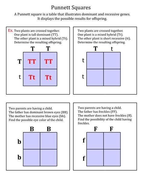 lecture 22 punnett squares answered pdf hart high Ebook Reader